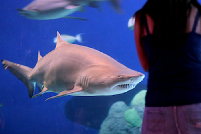 Do You Have the Mindset to be on Shark Tank? Shark Tank