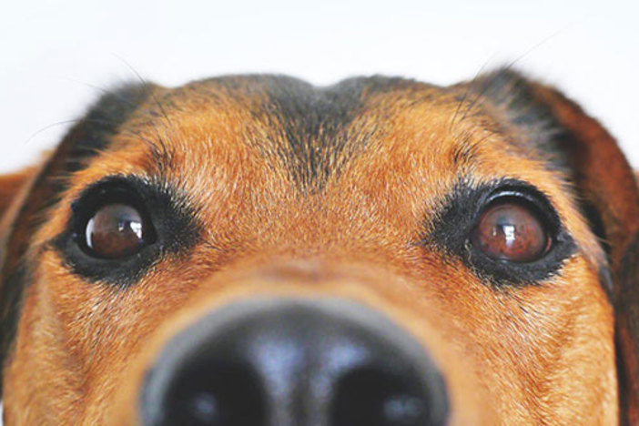Does Allowing Pets in Your Rentals Make Sense (or Just Scents)?