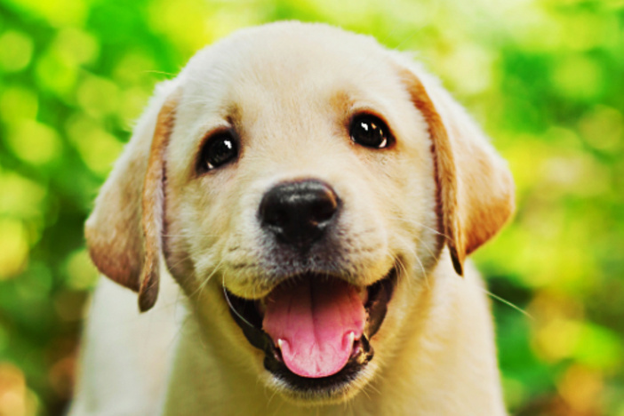 How to Be a Responsible Dog Owner When You’re Living in a Rental dog-rental